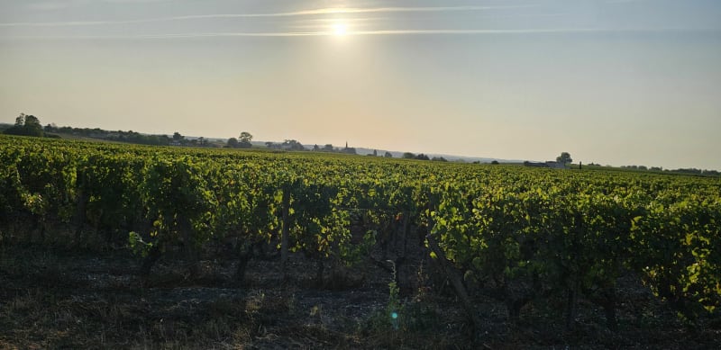 Tour de Sauternes par Budos - Villandraut