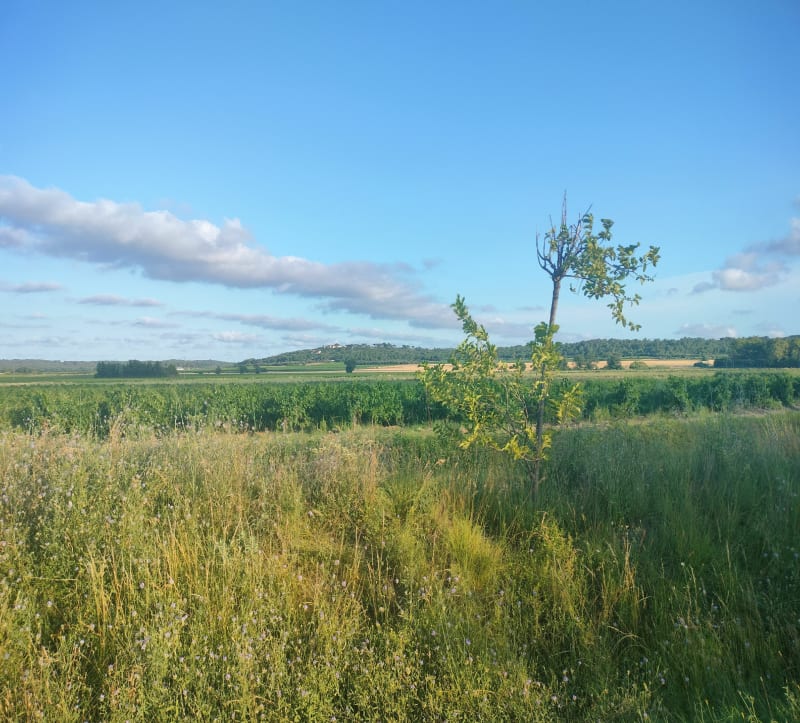 Calvisson / Sommières à vélo - Calvisson