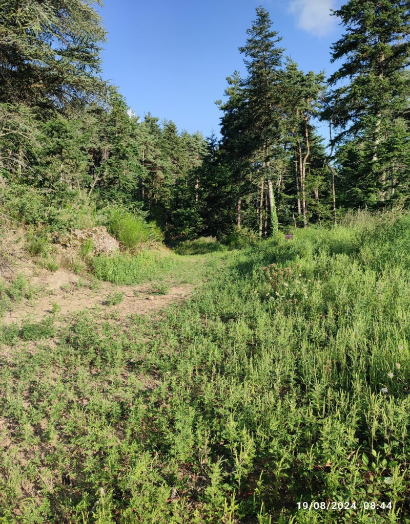 Découverte de la Forêt Ardéchoise. - Saint-Victor