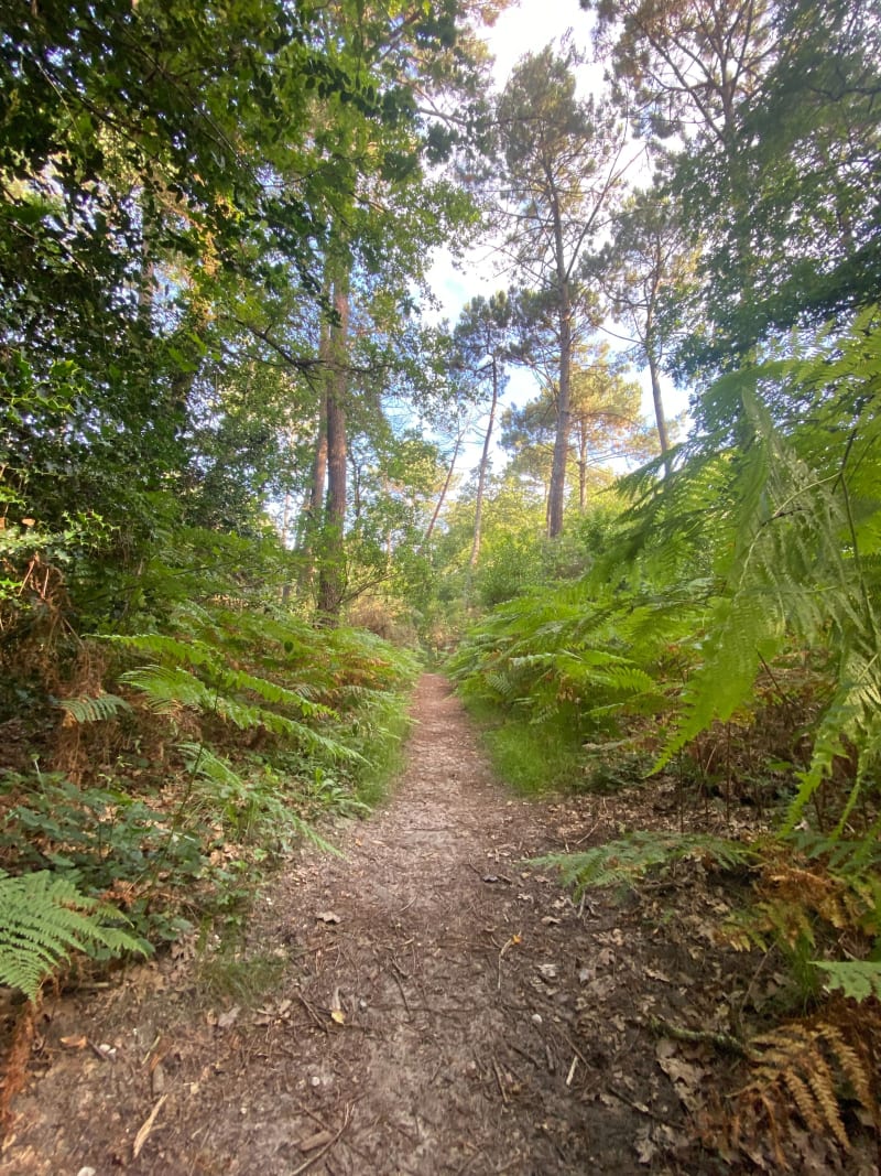 Balade dans les bois de Cotor-Laburthe - Gradignan
