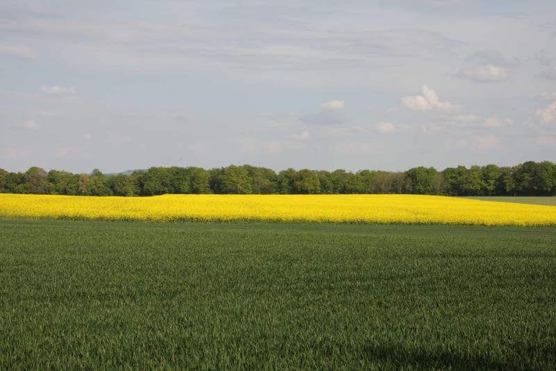 Balade à Connantre à travers champs - Connantre