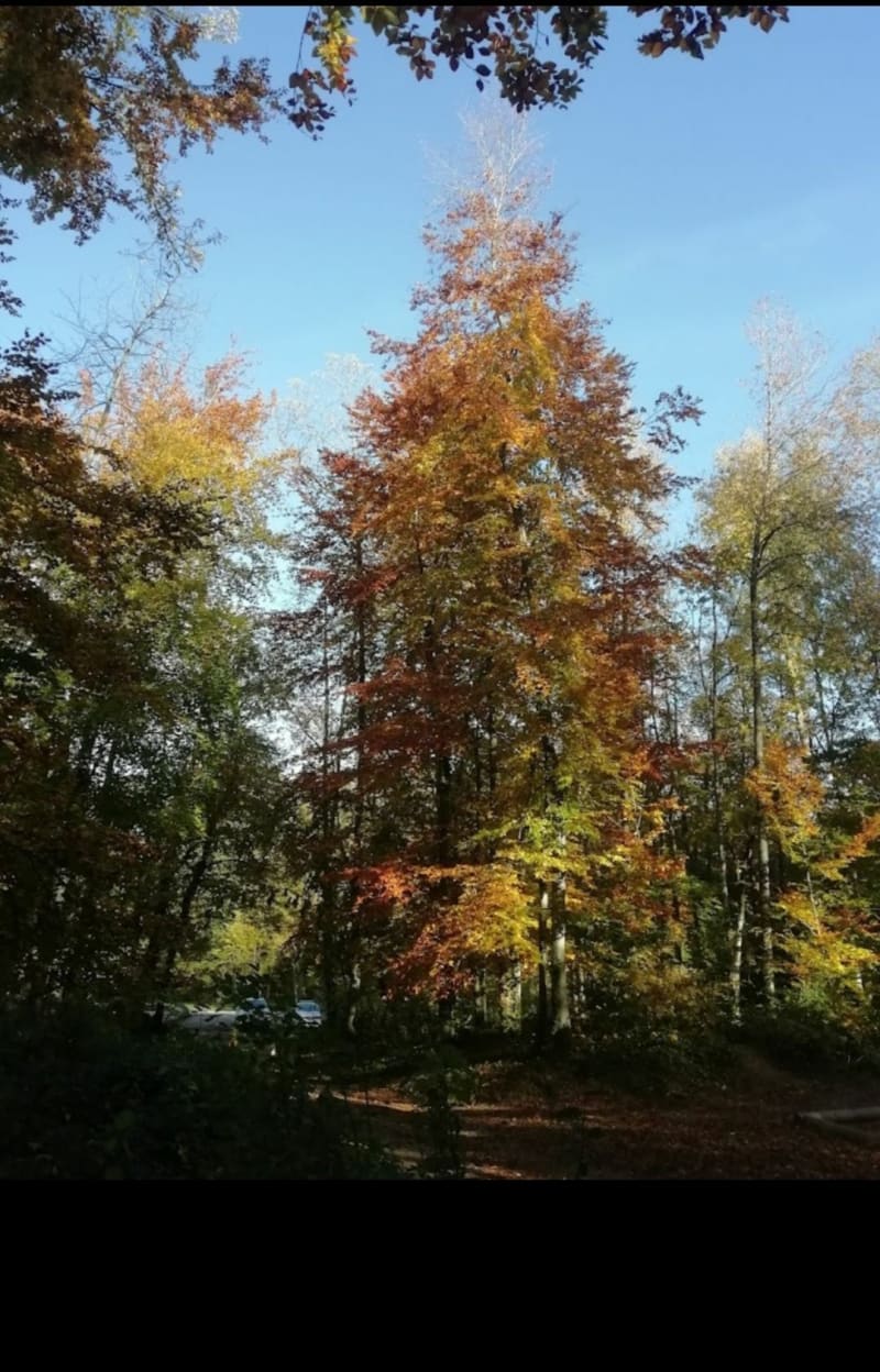 Balade en foret à Altkirch - Altkirch