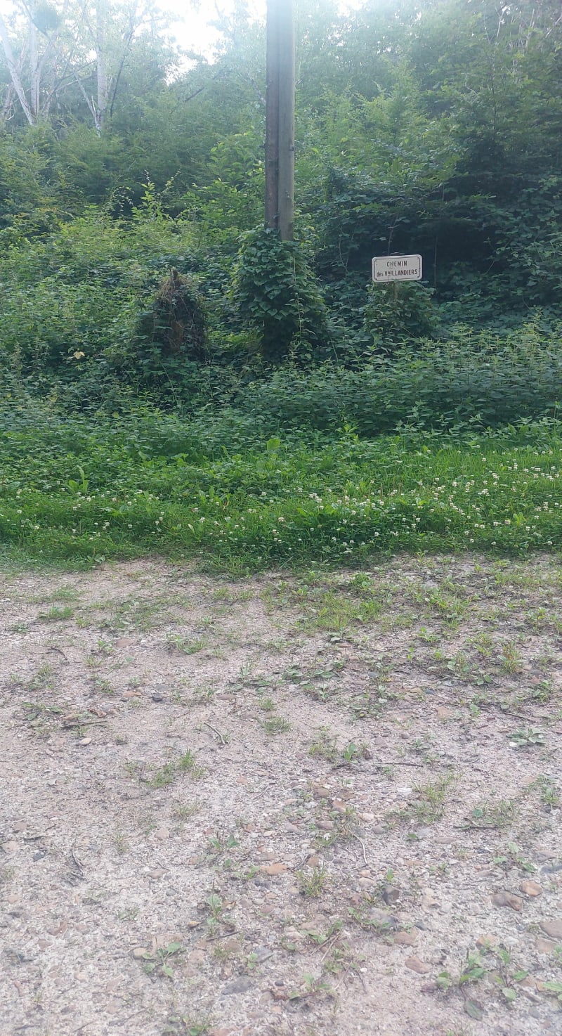 Le bois des crottets à Beaulieu-sur-Loire - Beaulieu-sur-Loire