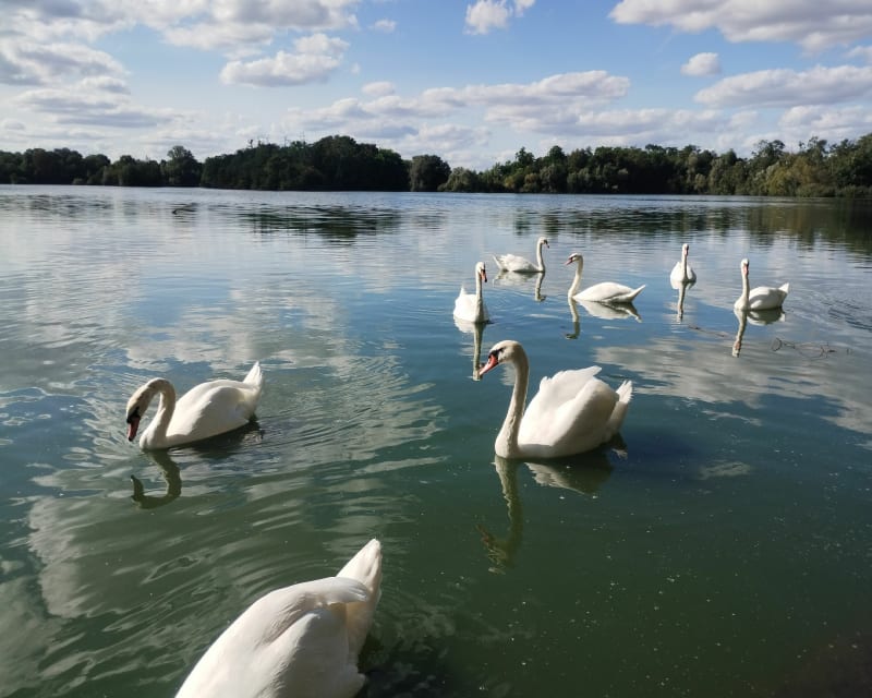 Villemoisson - Lac de Viry et Grigny - Villemoisson-sur-Orge
