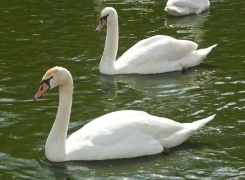 Bassin de Sorge et Authion - Loire-Authion