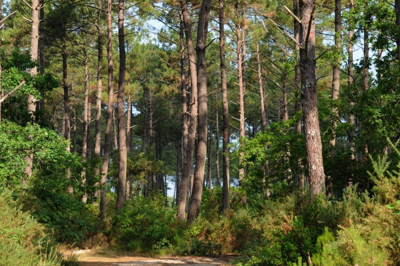 Lac d’Hourtin, Bombannes, forêt de pins et plage ! - Hourtin