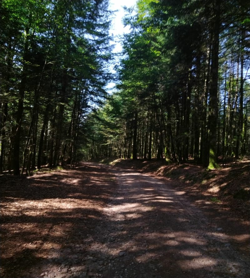 Forêt du Fossard - Cleurie