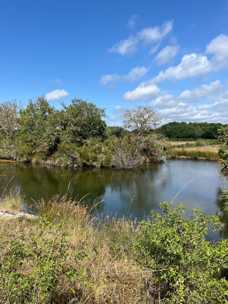 Arès : entre marais, prés salés et ville - Arès