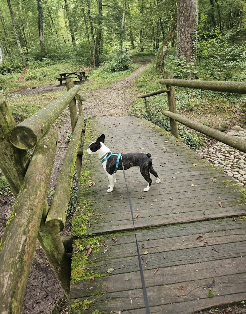 Petite Rando à Etupes dans le Bois des Goutils - Étupes