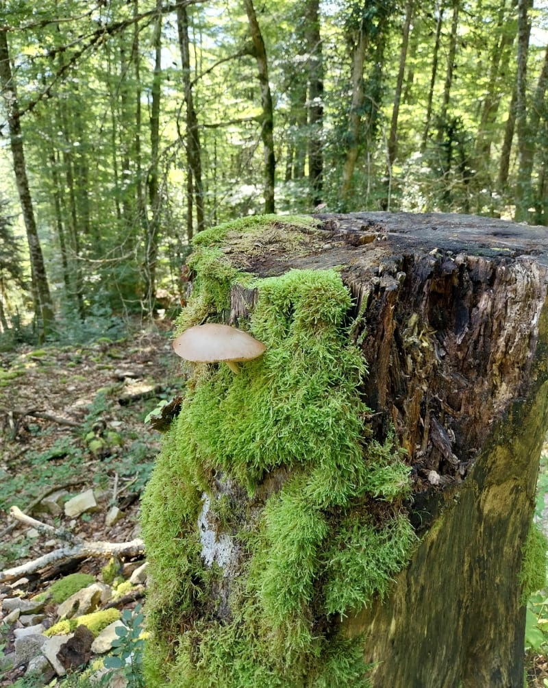 Boucle en Forêt des Coulmes - Presles