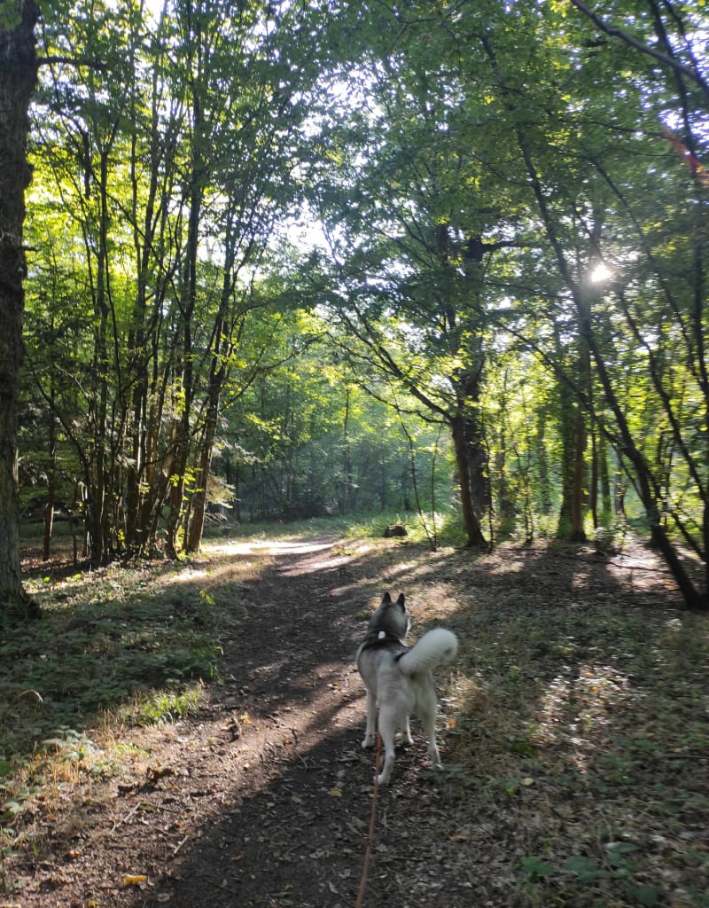 Balade dans la forêt d'Evreux par Vaux du Dégout - Arnières-sur-Iton