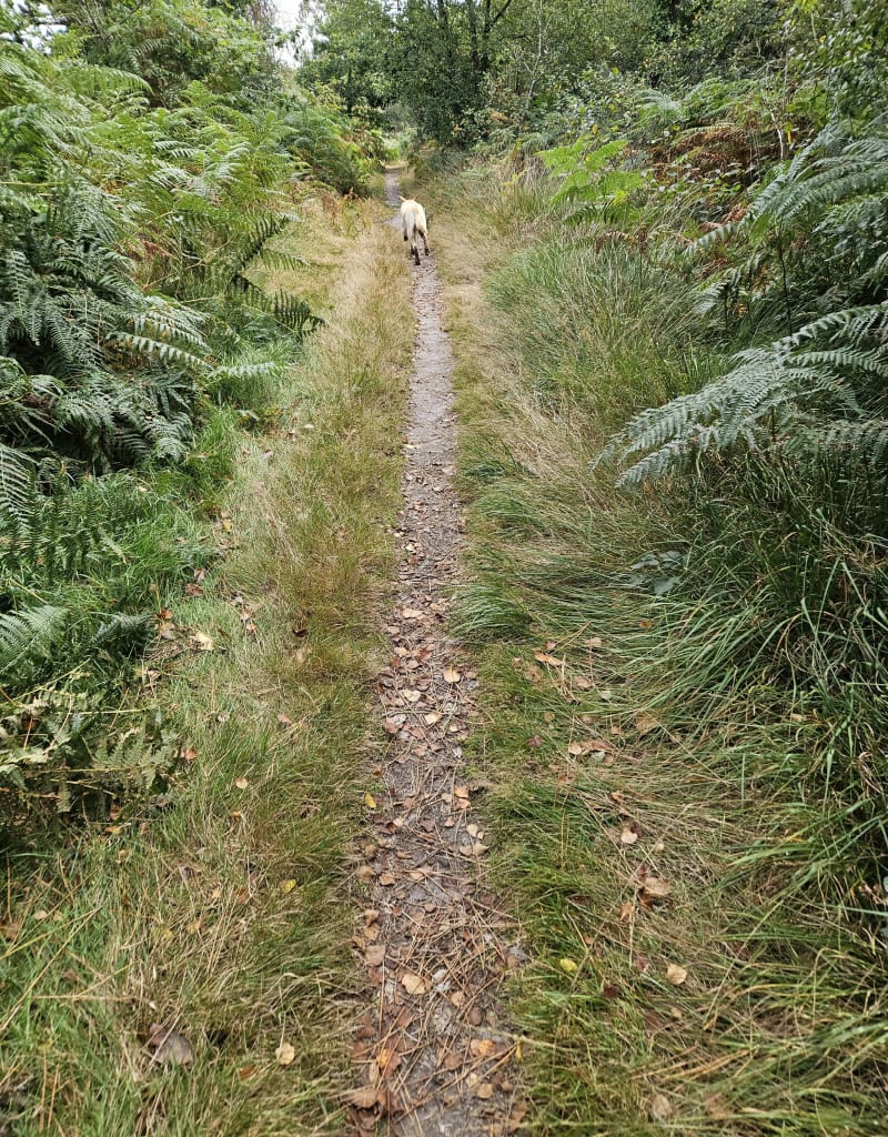 Balade en forêt de Boqueho - Boqueho