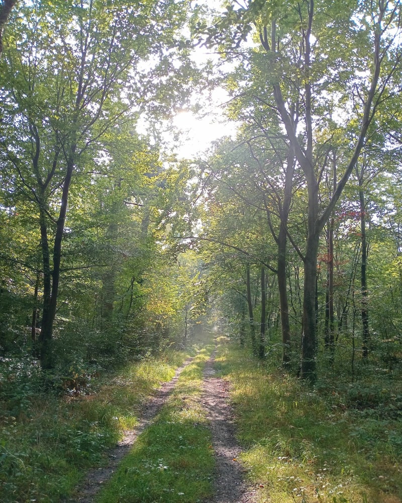 Boucle en Forêt de Compiègne - Compiègne