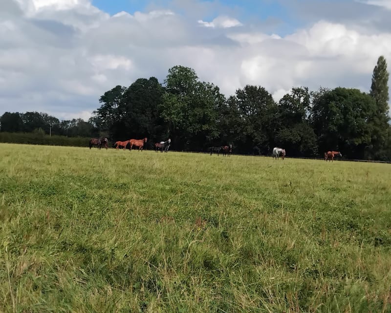 Bourgeauville et les haras - Bourgeauville