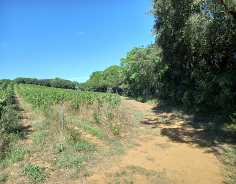 Balade dans les vignes au Domaine de Saint Jean de l'Arbousier - Castries