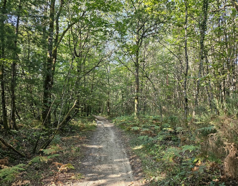 Entre forêt et route par les Châtres, autour de Nontron - Nontron