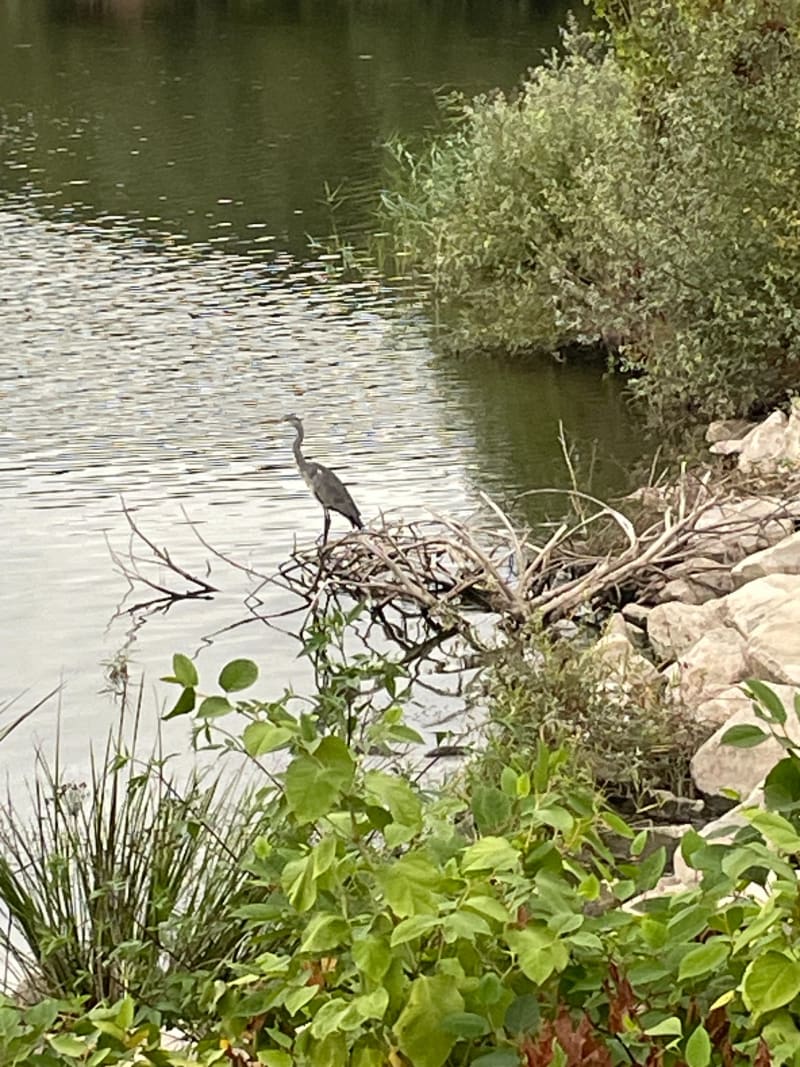 Lac de Virlay - Saint-Amand-Montrond