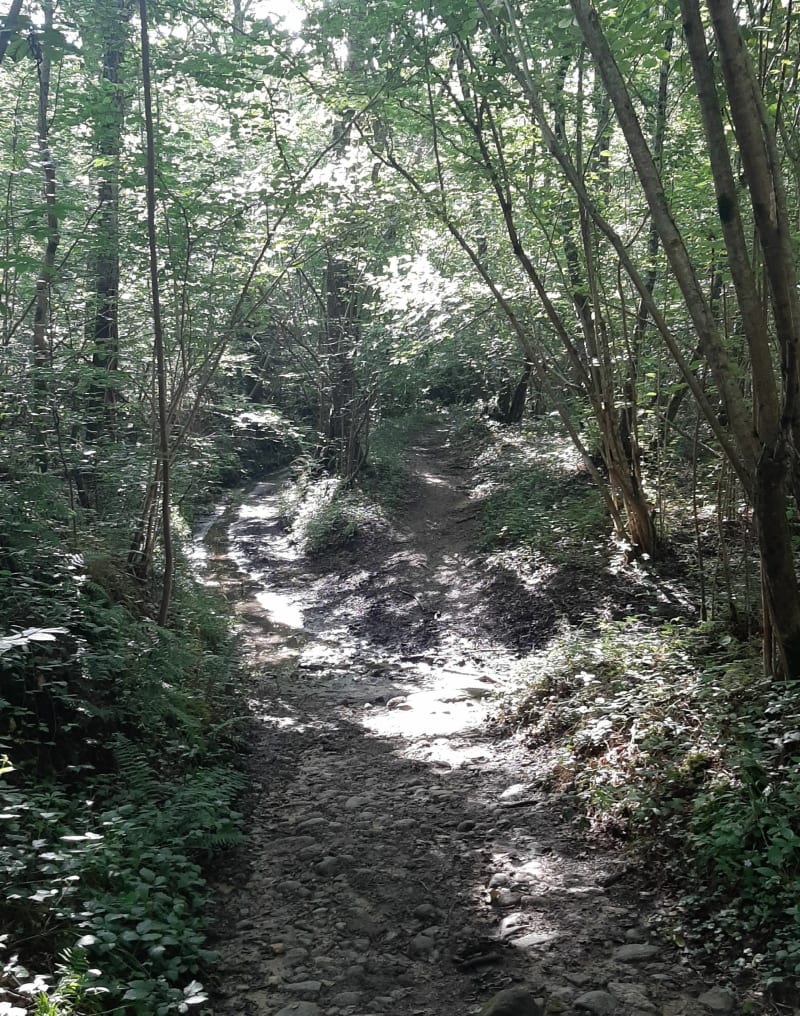 Lavelanet entre voie verte et forêt, par Courtal - Lavelanet