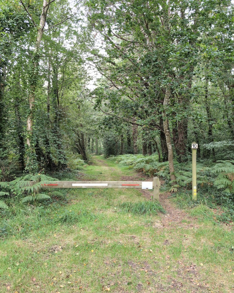 Balade dans le bois de Lann Ar Waremm - Trébeurden