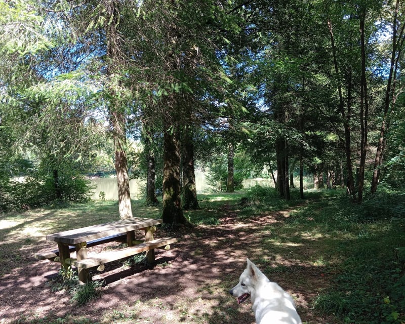 Étang du Patouillet et sa forêt - Dampierre