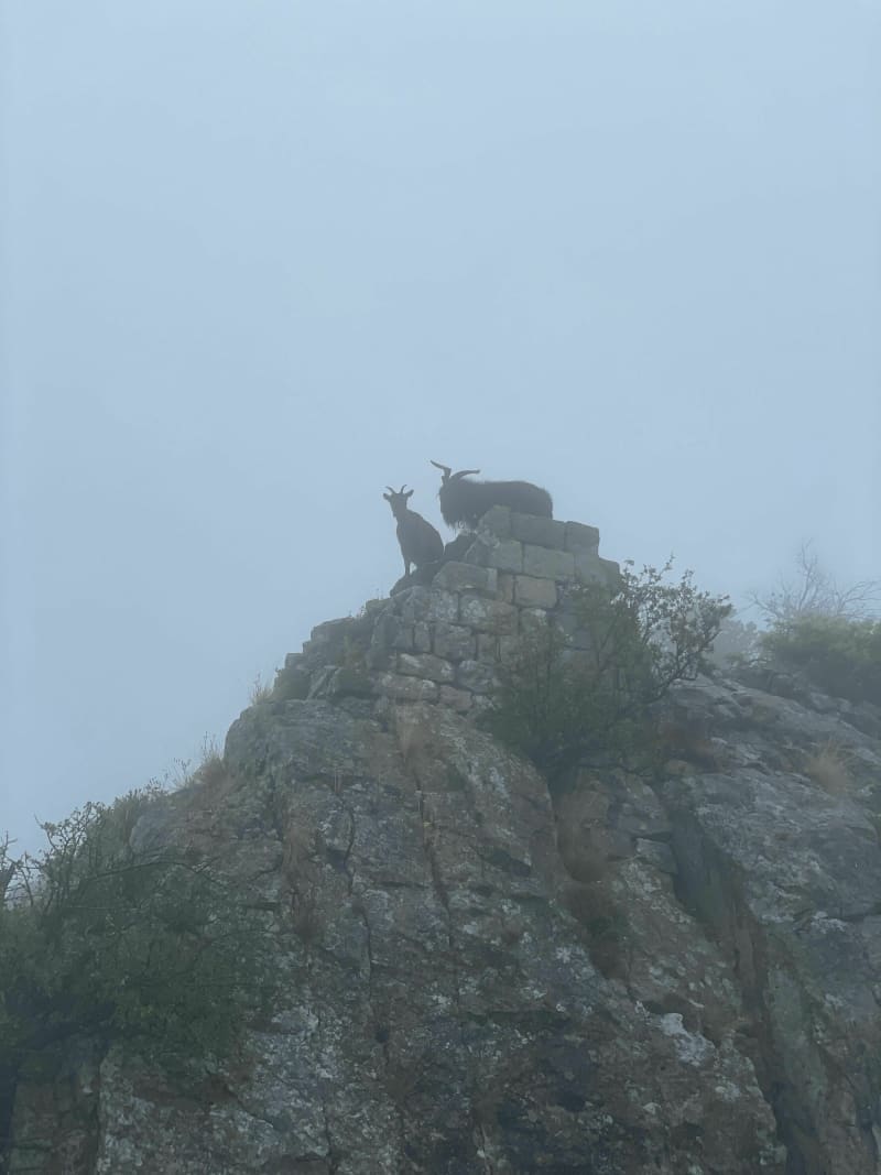 Grande boucle par le Château de Montferrand, Hortus et le Pic St-Loup - Saint-Mathieu-de-Tréviers