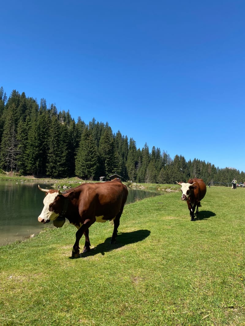 Lac de la Mouille et Petit Châtel - Châtel