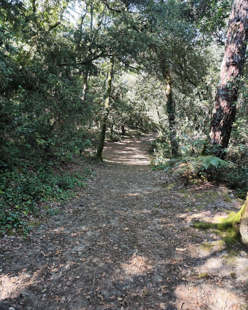Balade dans la forêt de Suzac, entre les pins et chênes vert - Saint-Georges-de-Didonne