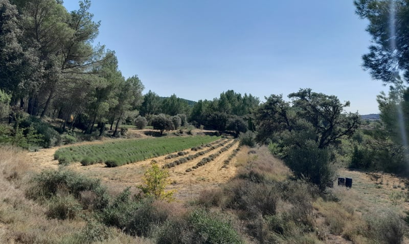 Balade à Saint Bauzille de la Sylve, boucle par Villetelle. - Saint-Bauzille-de-la-Sylve