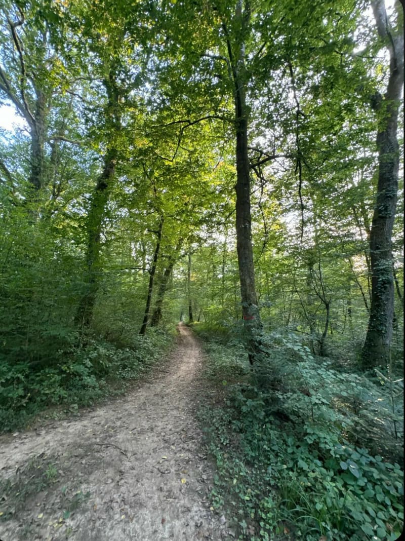 Balade en douceur dans la forêt de Franois - Besançon