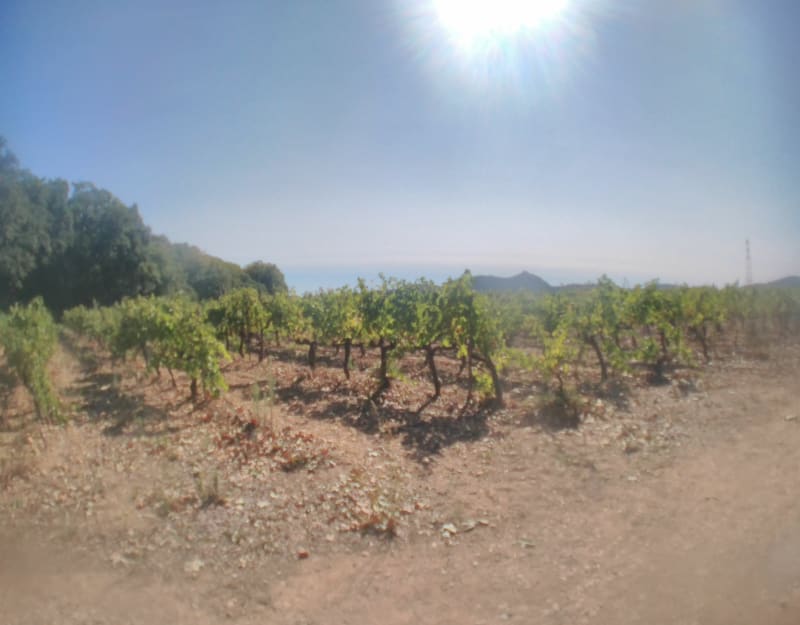 La Castille au milieu des vignes - Solliès-Ville