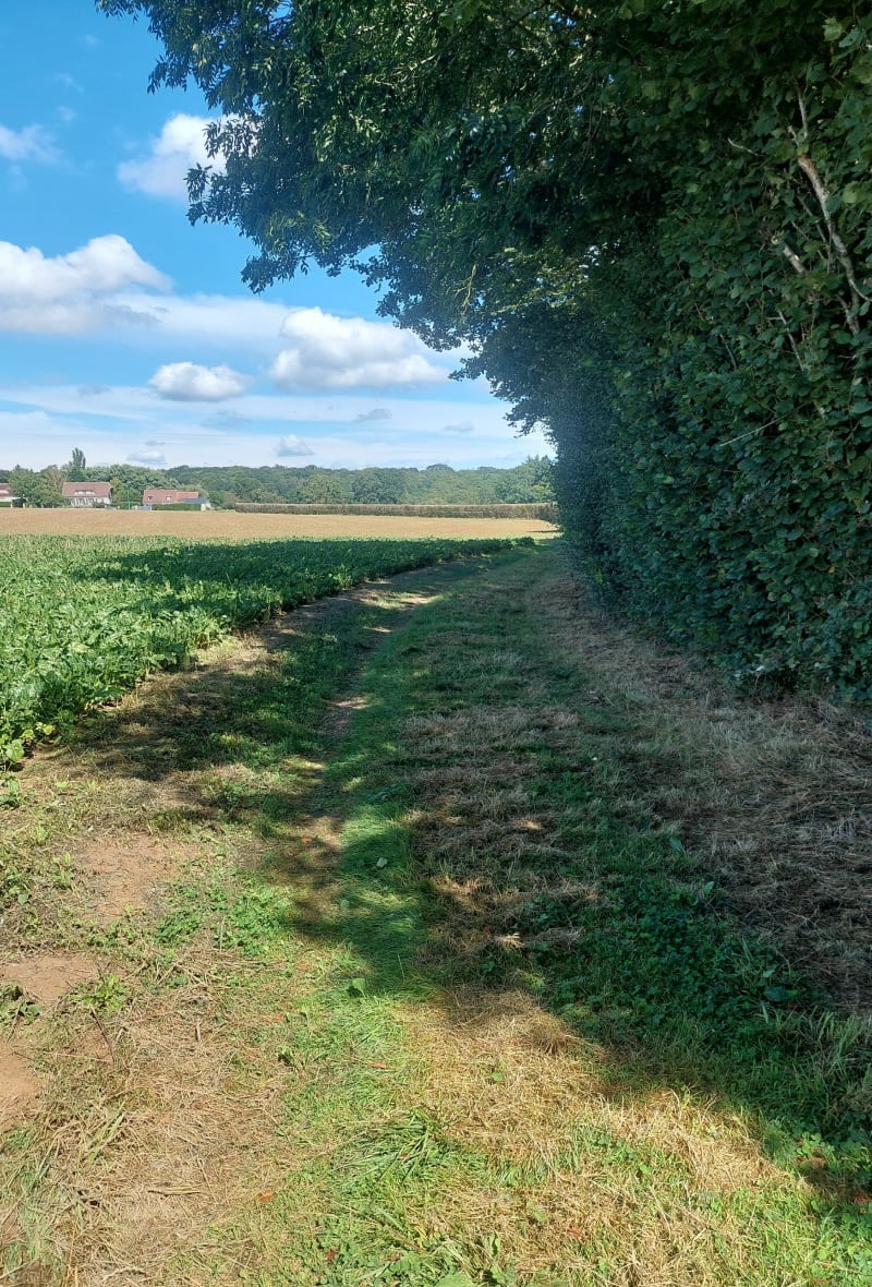 Randonnée à  travers la campagne amanfrevillaise - Amfreville-Saint-Amand