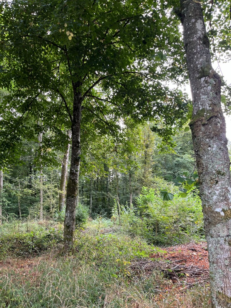 Balade par les petits chemins en forêt de Haye - Bois-de-Haye