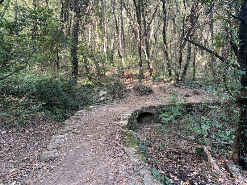 Boucle nord à la Valmasque - Mougins