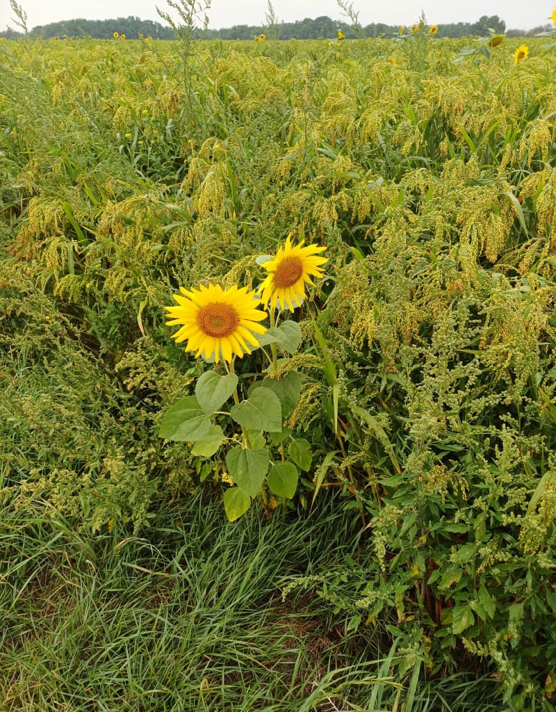 Entre Areines et Coulommiers-la-Tour - Areines