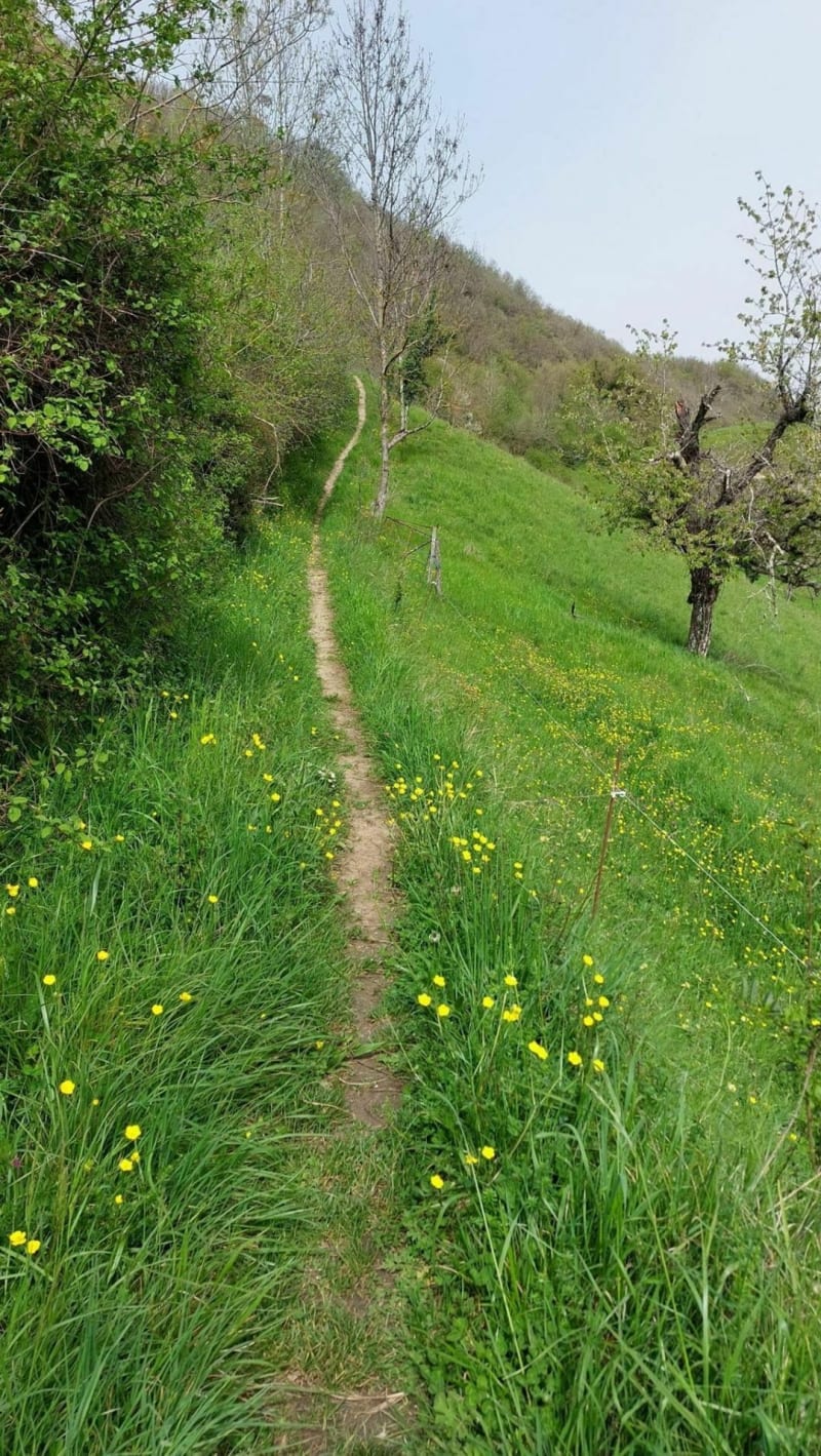 Boucle autour de Tullins - Tullins