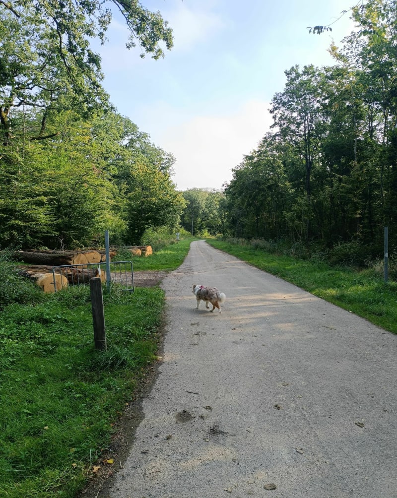 Forêt de Cattenom et balade ombragé - Cattenom