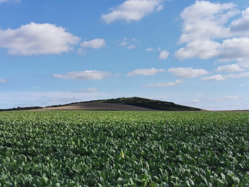 Le mont de couple à Wissant - Wissant