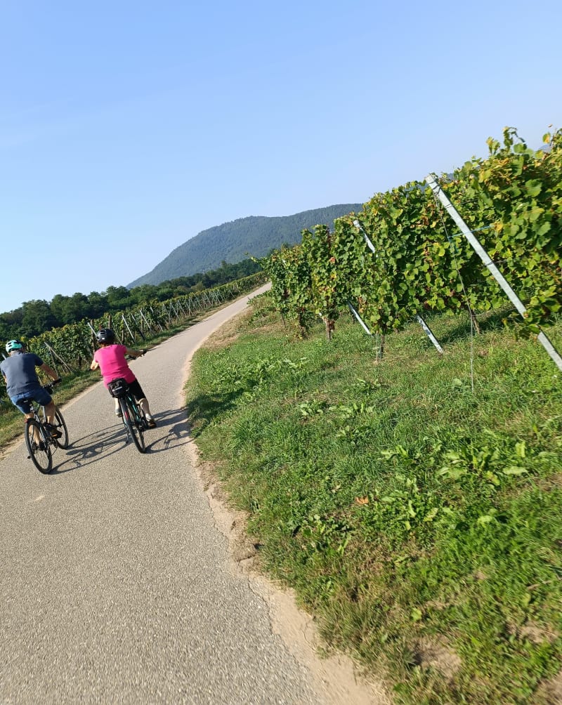 Balade entre villages et vignes depuis Ebersheim - Ebersheim