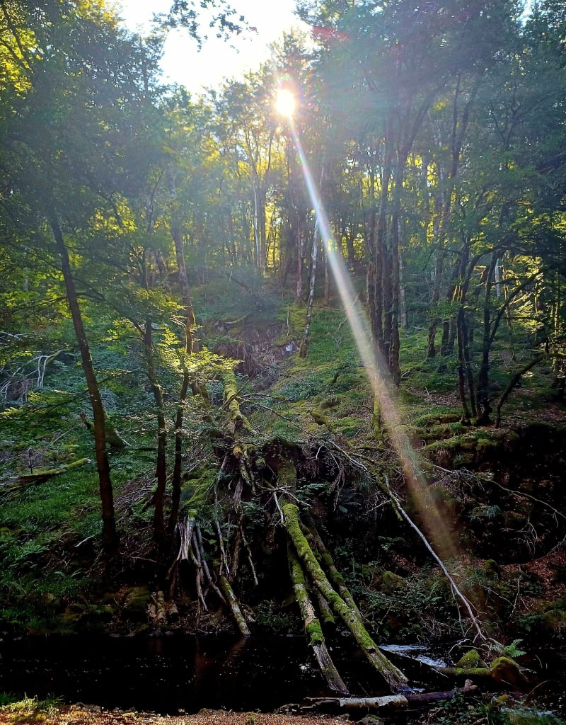Balade dans la forêt de Neuvic - Neuvic