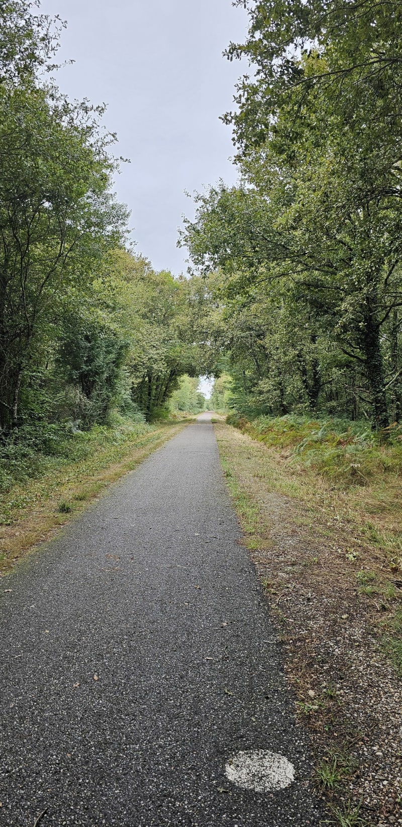 Tour de Villandraut par la forêt - Villandraut