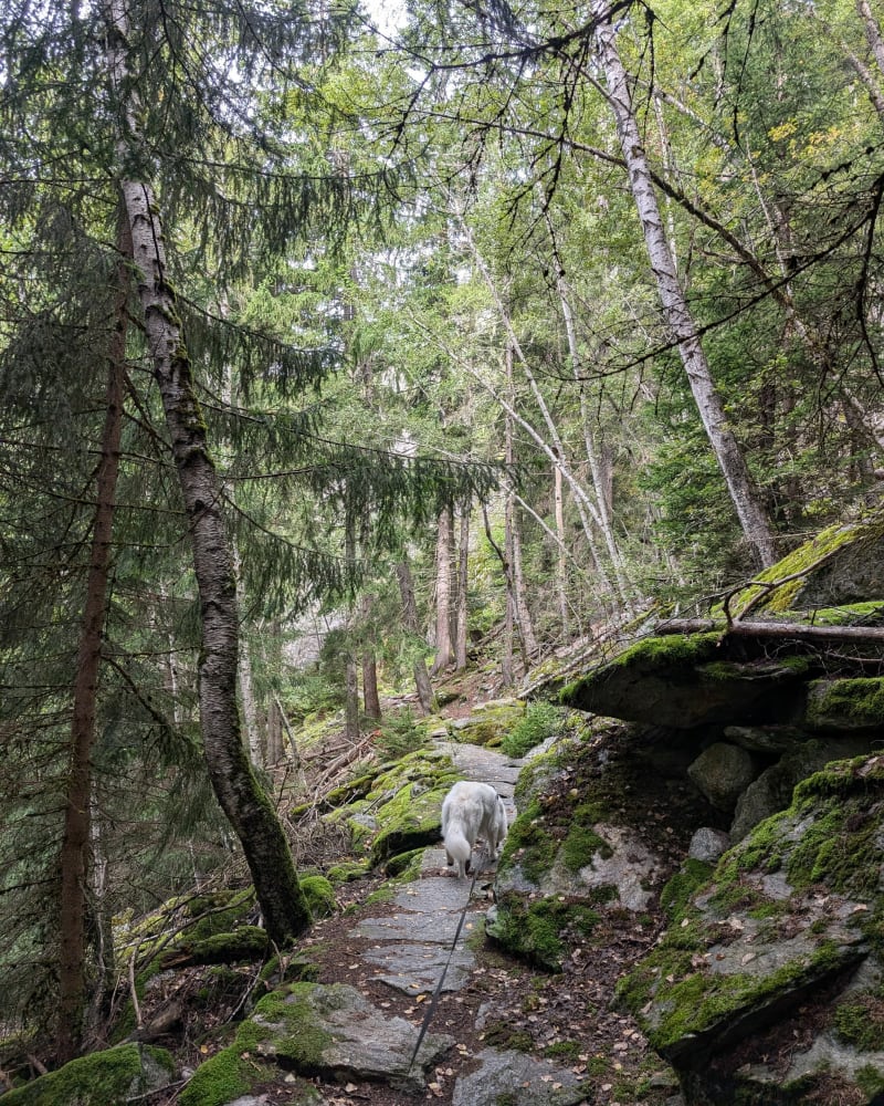 Boucle d'Odalys vers les sources de l'Arveyron - Chamonix-Mont-Blanc