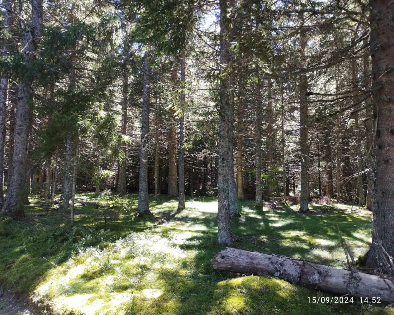 Promenade au départ de Belvezet - Mont Lozère et Goulet