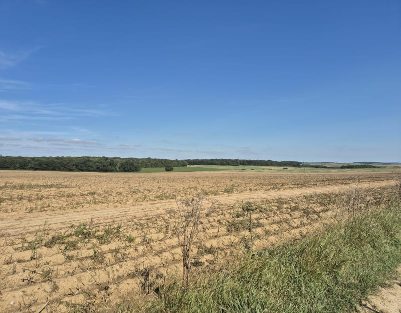 Balade dans les champs et au Bois de Hangard - Domart-sur-la-Luce