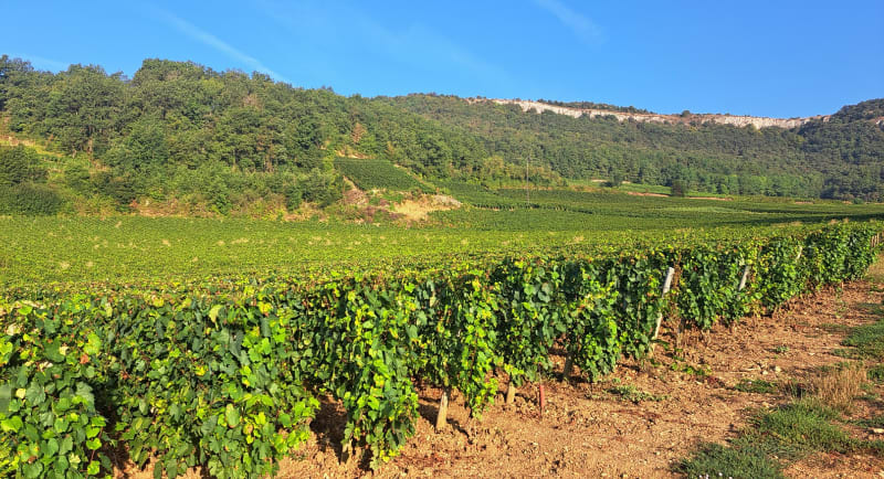 Santenay et Les Trois  Croix - Santenay
