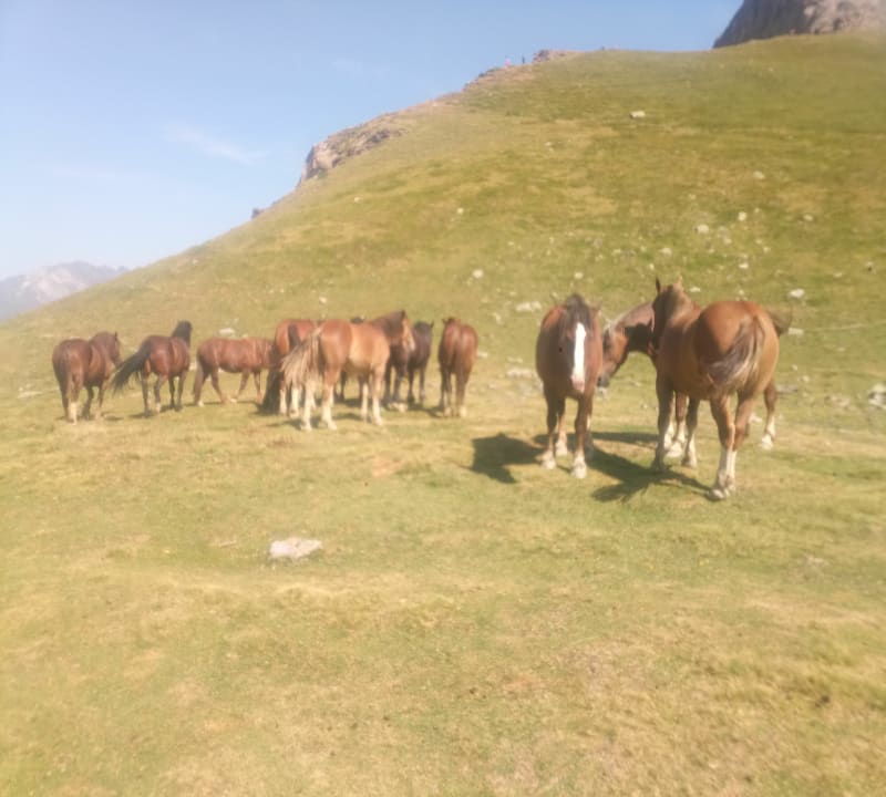 Entre Albanais et Bauges - Quintal