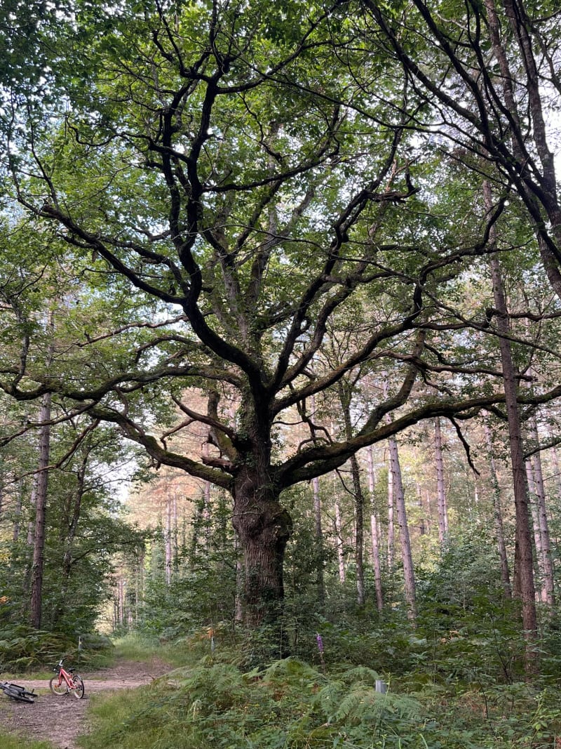Autour de la forêt de Brissac - Terranjou