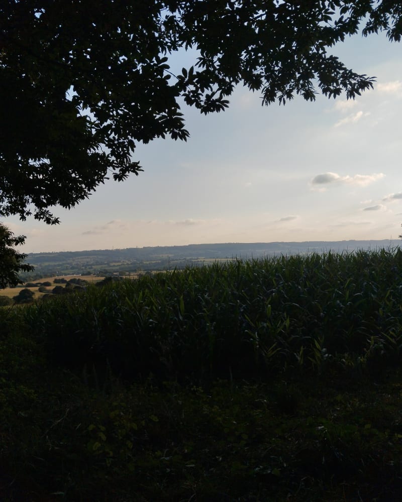 Petite balade dans les bois de Mesnil Gilbert - Le Mesnil-Gilbert