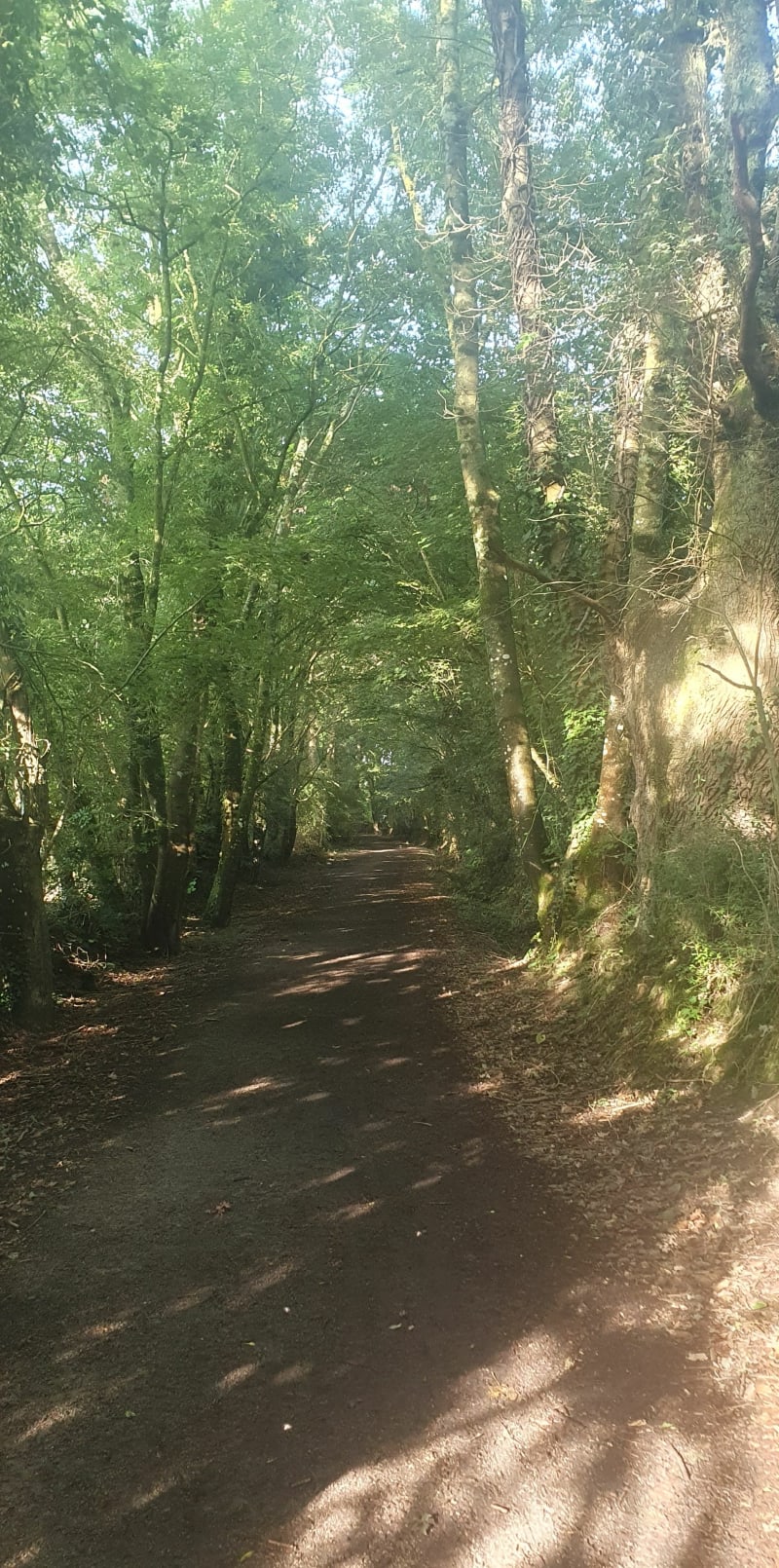 Balade en sous bois par la Gémerie - Sargé-lès-le-Mans