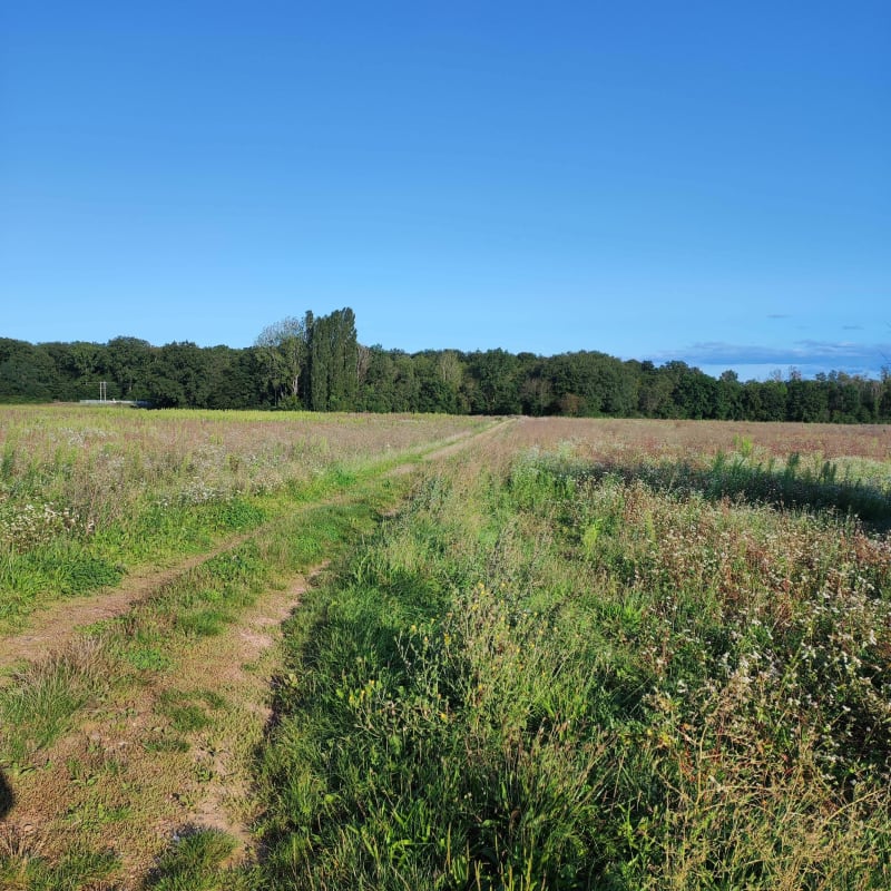 Balade apaisante entre champs et forêts du Buisson Robin - Clénay