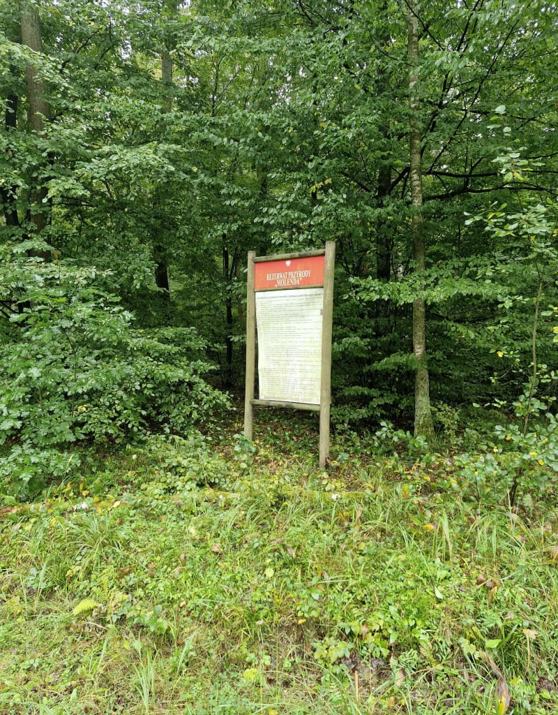 Grzybobranie Tuszyn - Rzgów
